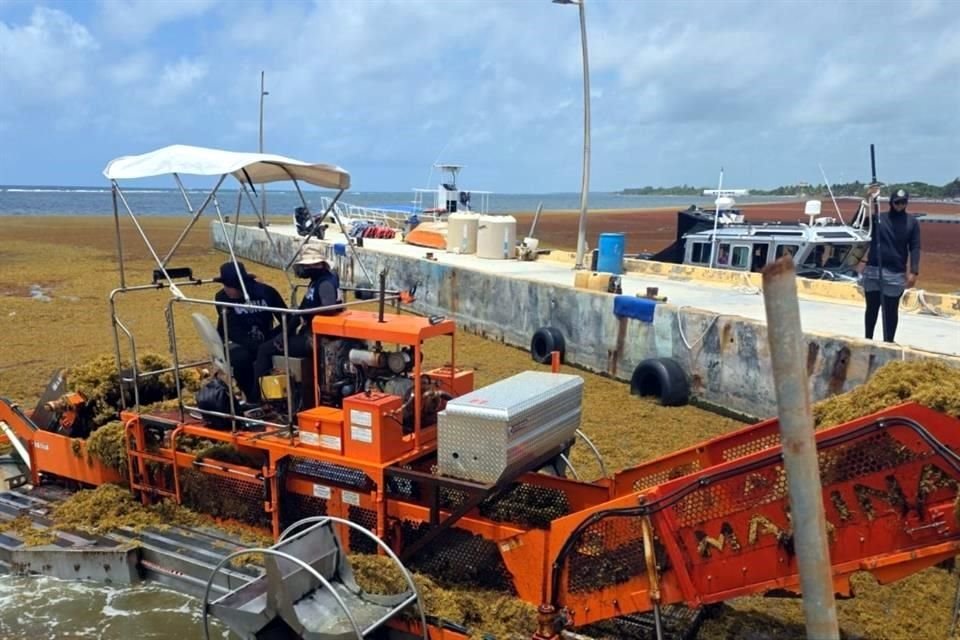 Unas 390 toneladas de sargazo fueron retiradas de la playa de Mahahual, Quintana Roo, como parte de los esfuerzos destacados por la Secretaría de Marina en su combate en el litoral.