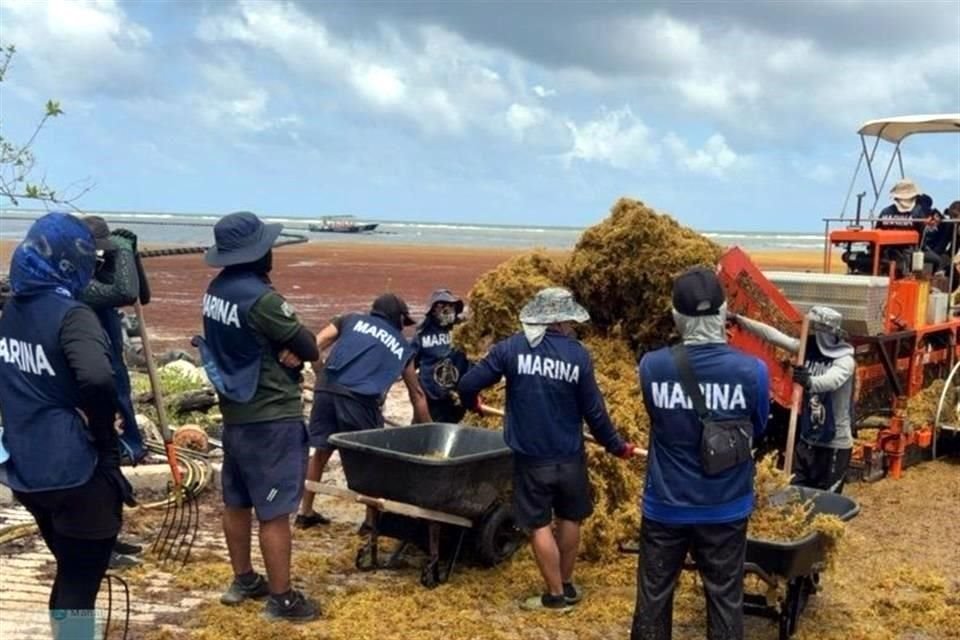 Unas 390 toneladas de sargazo fueron retiradas de la playa de Mahahual, Quintana Roo, como parte de los esfuerzos destacados por la Secretaría de Marina en su combate en el litoral.
