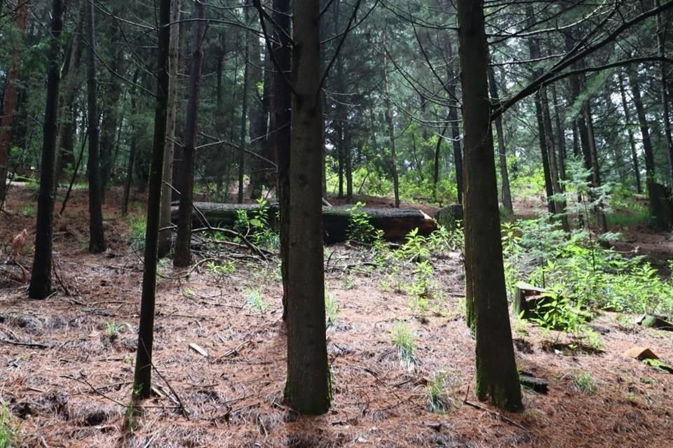 San Miguel Topilejo, Santo Tomás Ajusco y San Miguel Ajusco son pueblos de Tlalpan que registran alta incidencia de delitos ambientales.