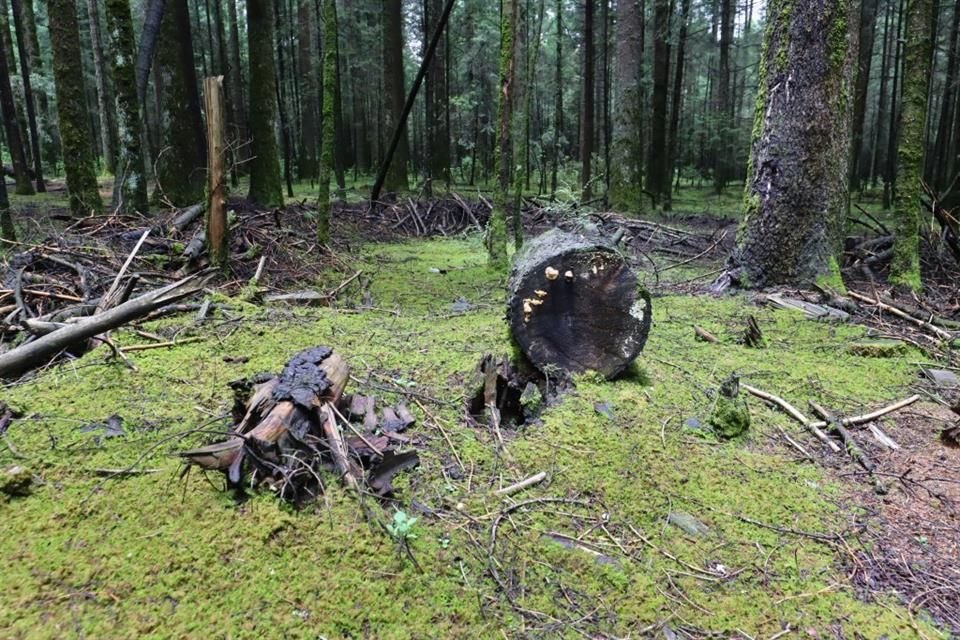 La vigilancia en Magdalena Contreras abarca 29 millones de metros cuadrados de suelo de conservación, con operativos permanentes en los límites con Tlalpan y Álvaro Obregón.
