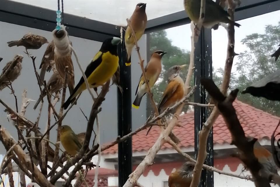 Es wurden 16 Frühlingsvögel gefunden, 8 Spottdrosseln, 8 Grünhäher, 2 Rotkardinäle, 2 Siebenfarbenkardinäle und 2 Zimtbrustammer.