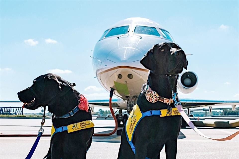 Viaggiare con gli animali domestici richiede preparazione e cura. Valutate le loro esigenze per garantire che il viaggio sia sicuro e piacevole per entrambi.