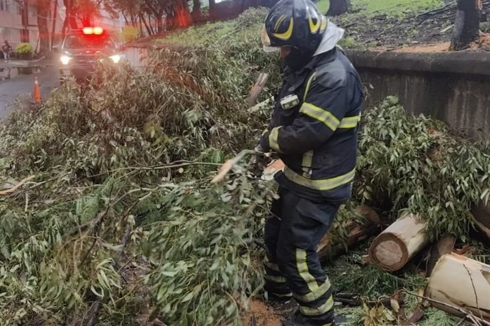 Un árbol que se desprendió desde la raíz, en Viaducto Río Becerra esquina Alabama, Colonia Nápoles.