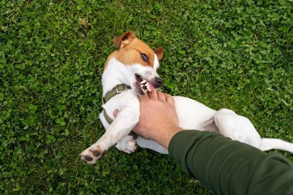 Den angreifenden Hund so zu provozieren, dass er das Gleichgewicht verliert, ist eine allgemeine Strategie, um einen Streit zwischen Hunden zu beenden, sagt ein klinischer Ethologe.