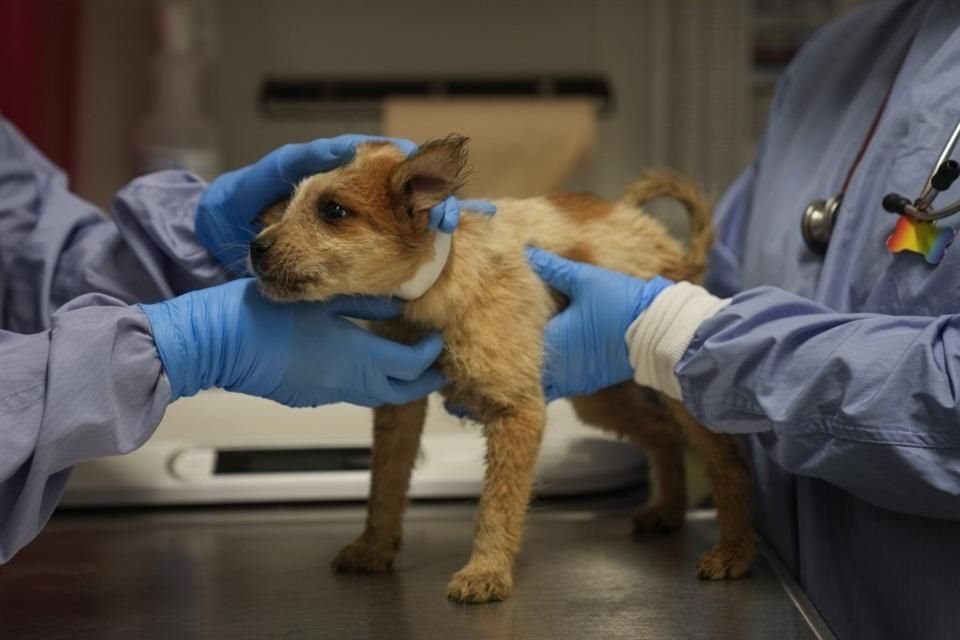 Un cachorro que fue trasladado de un refugio que se vio afectado por una inundación en Texas es revisado en el centro médico PAWS Chicago, el 16 de julio de 2025, en Chicago.