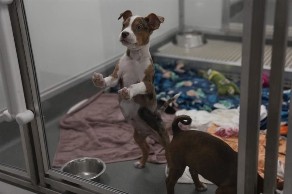 Cachorros que fueron trasladados de refugios que se vieron afectados por unas inundaciones en Texas en un recinto del centro médico PAWS Chicago, el 16 de julio de 2025, en Chicago.
