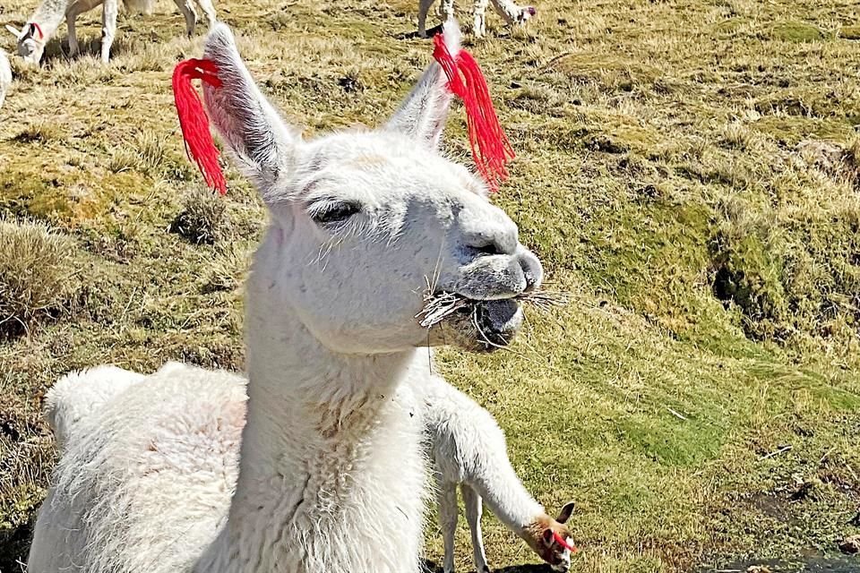 En Perú, un viaje por Arequipa regala volcanes, cóndores y un abrazo de la Pachamama entre cañones y paisajes sagrados.