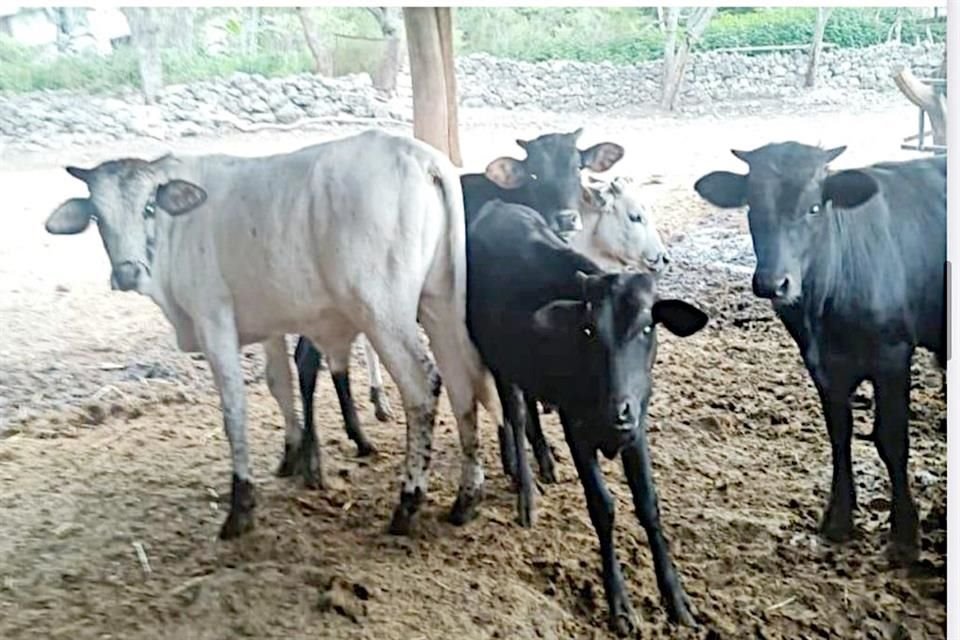 En el caso de carne de res establecían precios por encima del promedio de hasta un 47 por ciento.