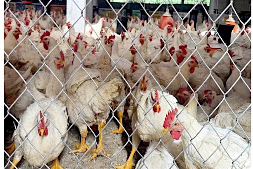 La investigación inició hace seis meses en seguimiento a denuncias formales y en fuentes abiertas sobre actividades delictivas de acaparamiento, sobreprecio y extorsión entre otras.