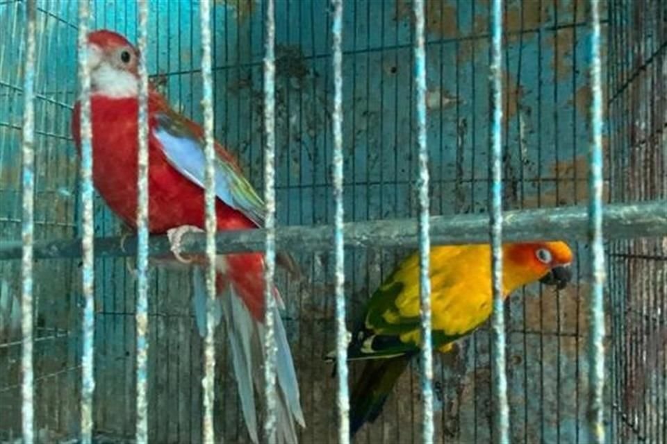 In seguito alla denuncia di un cittadino, sono stati rinvenuti 18 uccelli, alcuni dei quali in pericolo di estinzione.