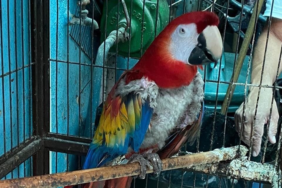 Alcuni esemplari vennero sequestrati, gli altri rimasero sotto la cura del singolo individuo.