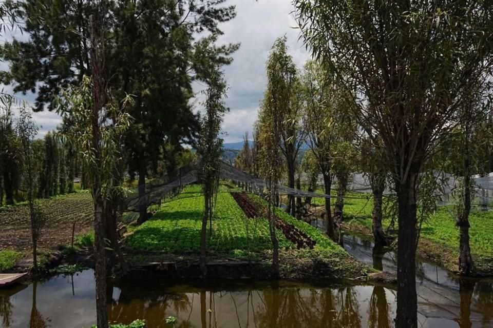 El plan busca impulsar las actividades de cultivo y la protección al suelo de conservación. 