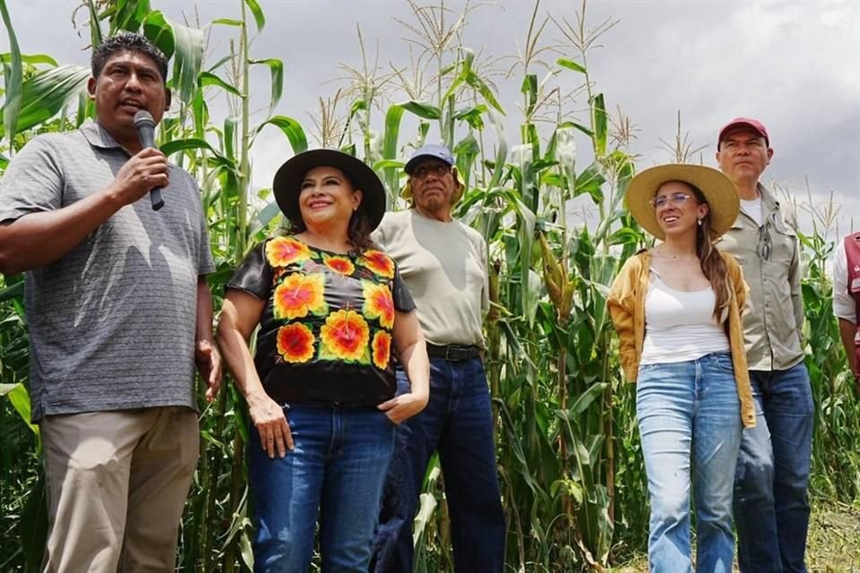 Durante el recorrido de la Mandataria capitalina también se celebró la primer cosecha de elotes nativos. 