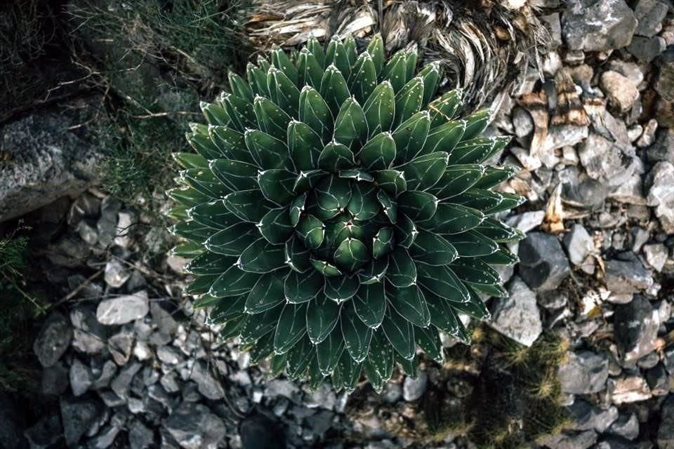 In der Gegend leben endemische Flora und Fauna.