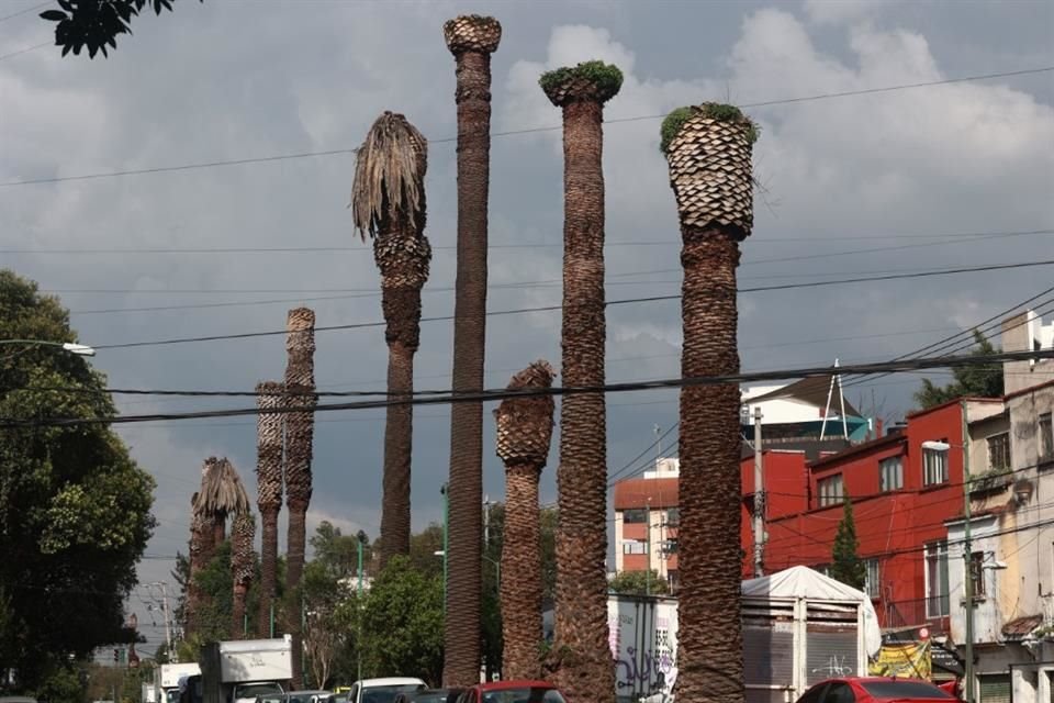 En Diagonal de San Antonio se ven los troncos secos en vías del retiro.