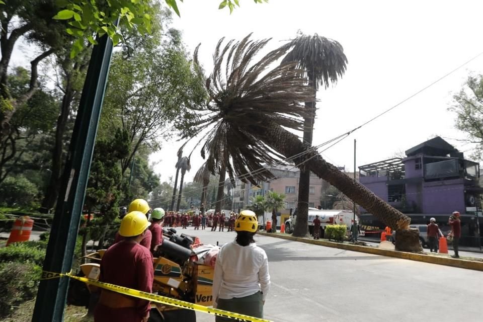 Las plagas y hongos acabaron con las palmeras que durante décadas dieron sombra en la Benito Juárez.