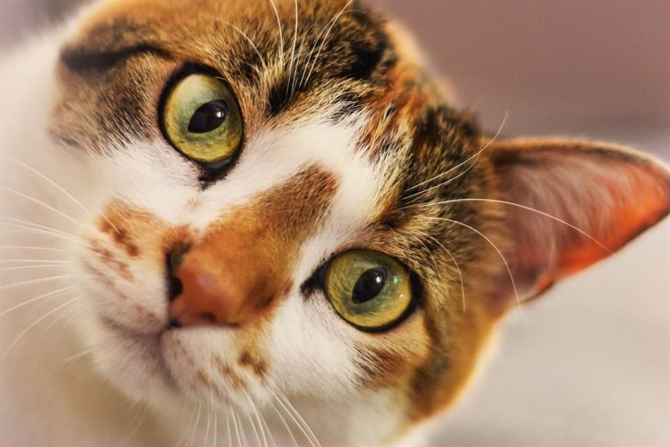 Los felinos están ganando presencia en programas de AAS, demostrando su efectividad para reducir el estrés.