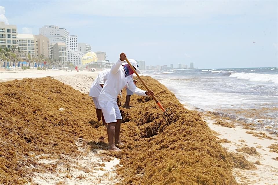Sargazo se incluye en Carta Nacional Pesquera, como parte de estrategia para aprovechar macroalga y reducir su impacto en playas de México.