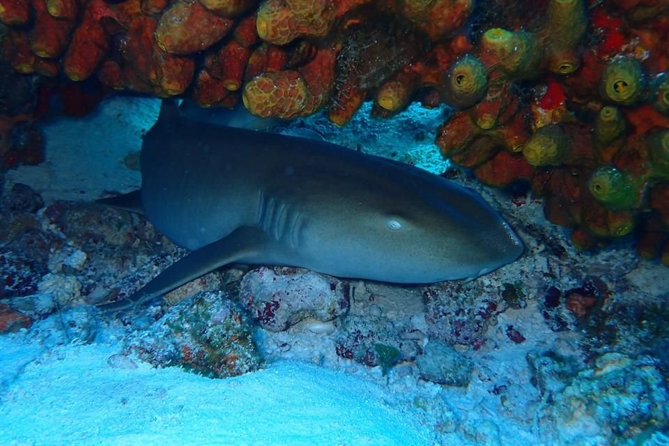 Sharkwatch Cozumel busca proporcionar una suerte de diagnóstico del hábitat de los tiburones en Cozumel para definir acciones en favor de su protección.