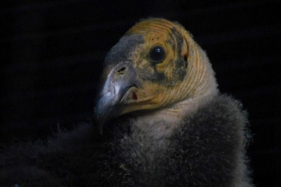 La cría nació el pasado 16 de mayo bajo el cuidado de sus padres.