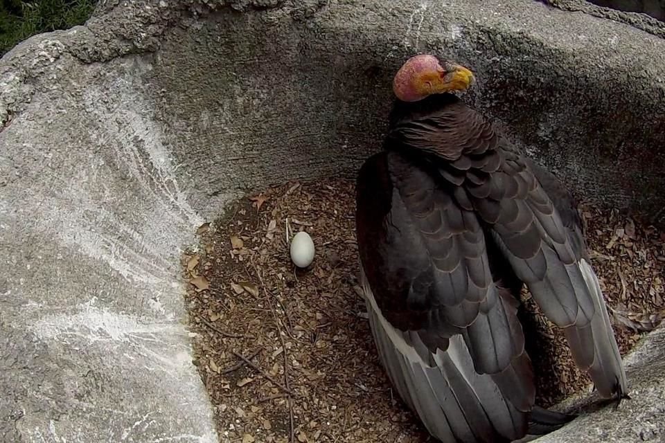 Personal especializado monitorea al polluelo con médicos veterinarios, biólogos y cuidadores del aviario.