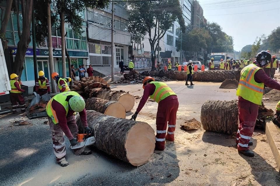 Las cuadrillas derribaron los ejemplares y los reemplazaron por árboles de menor dimensión.