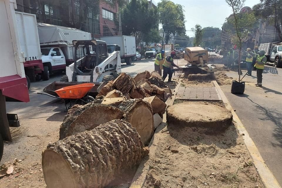 Una vez desecadas por la plaga, la única alternativa es retirarlas para evitar el riesgo que implicaba su desprendimiento y caída.