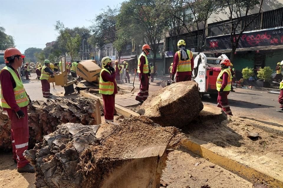 La Avenida Oaxaca fue cerrada desde el amanecer para evitar que autos llegaran a estacionarse en el tramo de la Glorieta de las Cibeles al Parque España.
