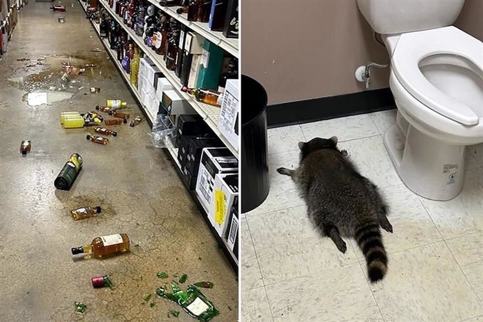 Luego de causar destrozos en la licorería, el mapache terminó borracho y dormido en el baño del negocio.