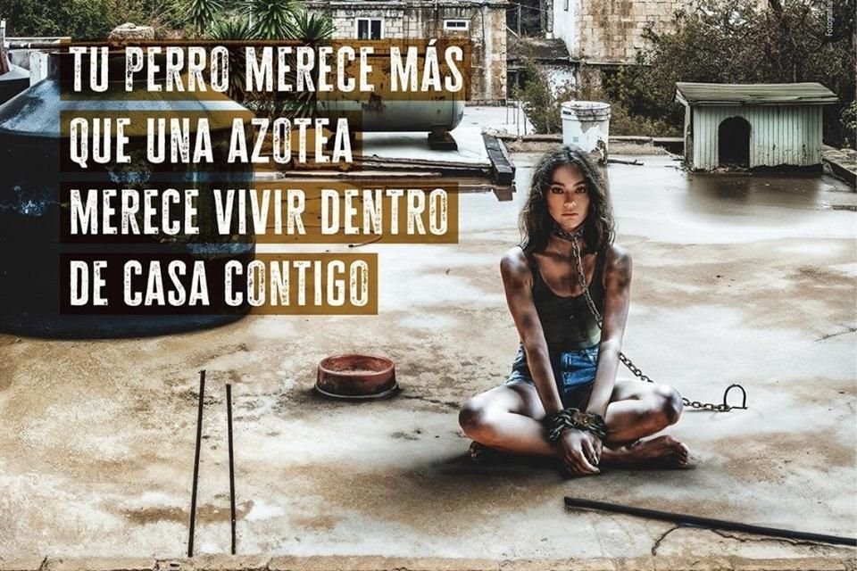 En el video que acompaña la campaña, Ale narra la vida de un perro herido y abandonado en una azotea.