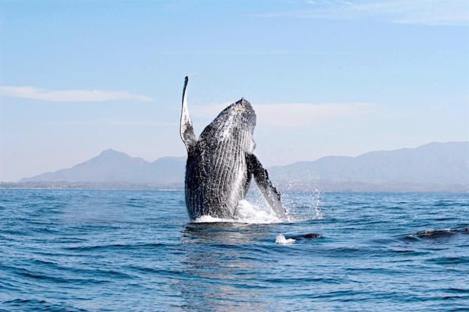 La temporada de ballenas inicia en Costalegre y Puerto Vallarta, donde turistas y expertos observan jorobadas con vigilancia ambiental.