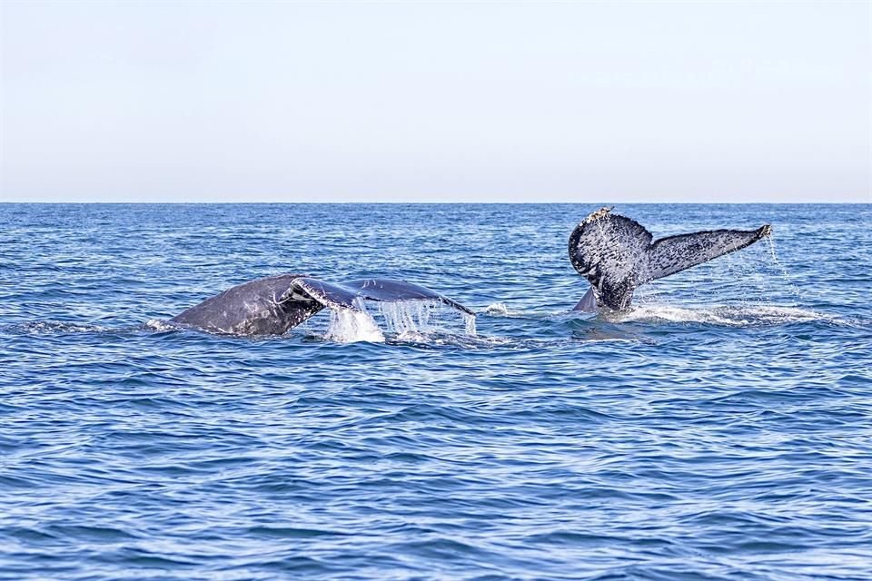 La temporada de ballenas inicia en Costalegre y Puerto Vallarta, donde turistas y expertos observan jorobadas con vigilancia ambiental.
