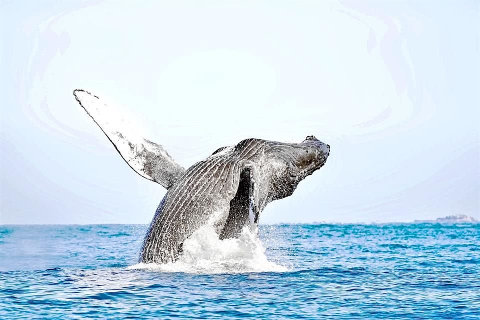 La temporada de ballenas inicia en Costalegre y Puerto Vallarta, donde turistas y expertos observan jorobadas con vigilancia ambiental.