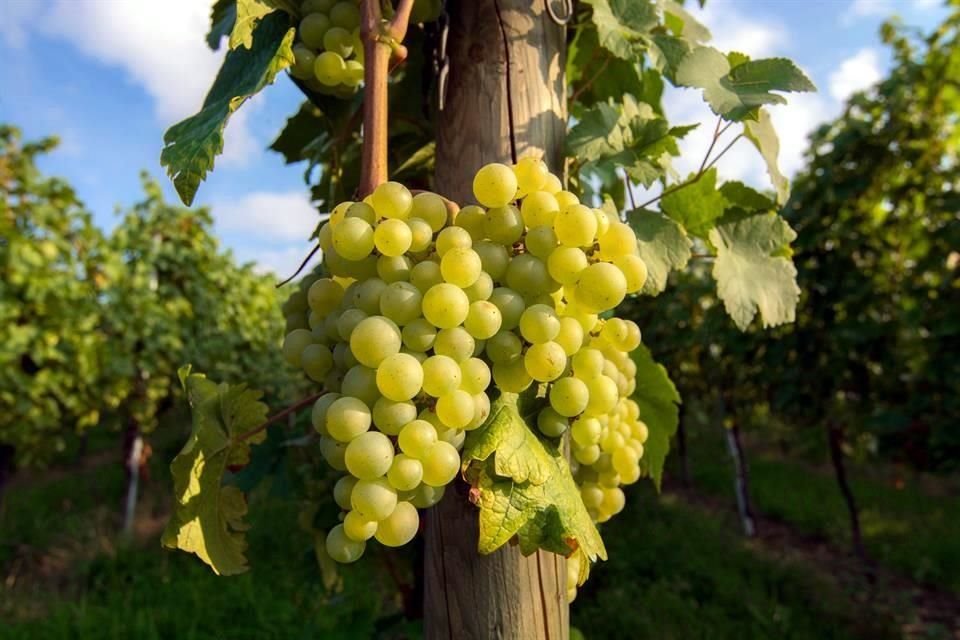 Para comenzar las fiestas decembrinas, nada como un vino fresco, ligero y versátil, como el prosecco.