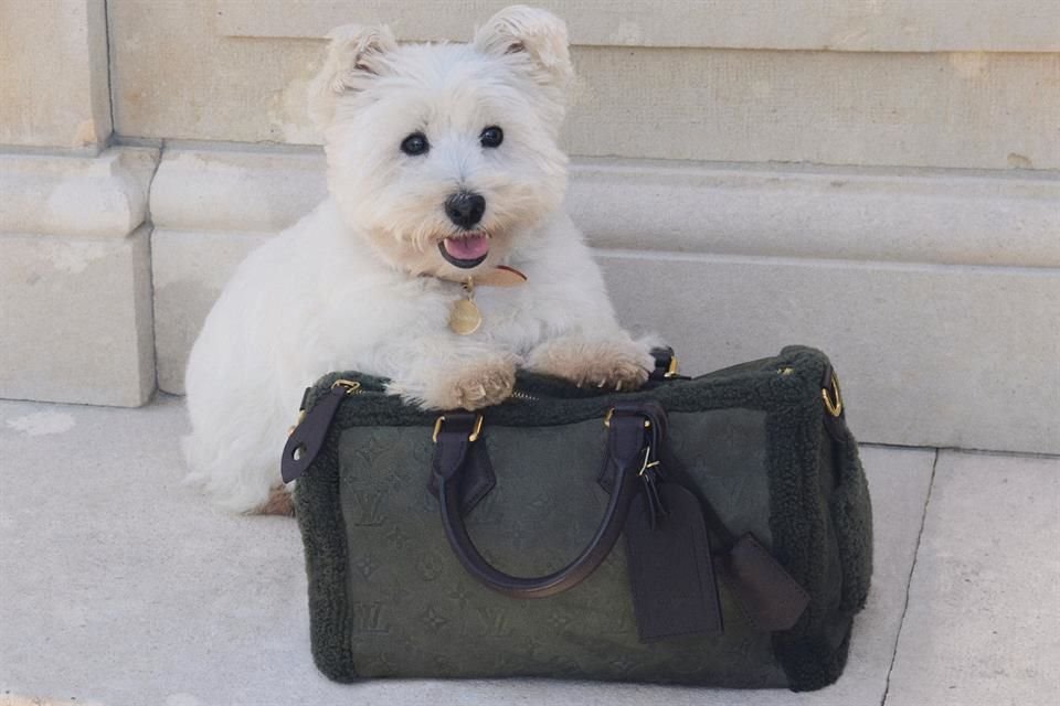 Los accesorios para perros de Louis Vuitton están disponibles en tiendas o por encargo, con unidades limitadas desde el pasado 18 de octubre de 2025.