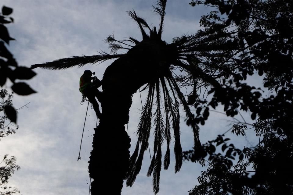 Ayer, trabajadores de la Sobse retiraron las palmeras ubicadas en el camellón de Calle Yucatán.