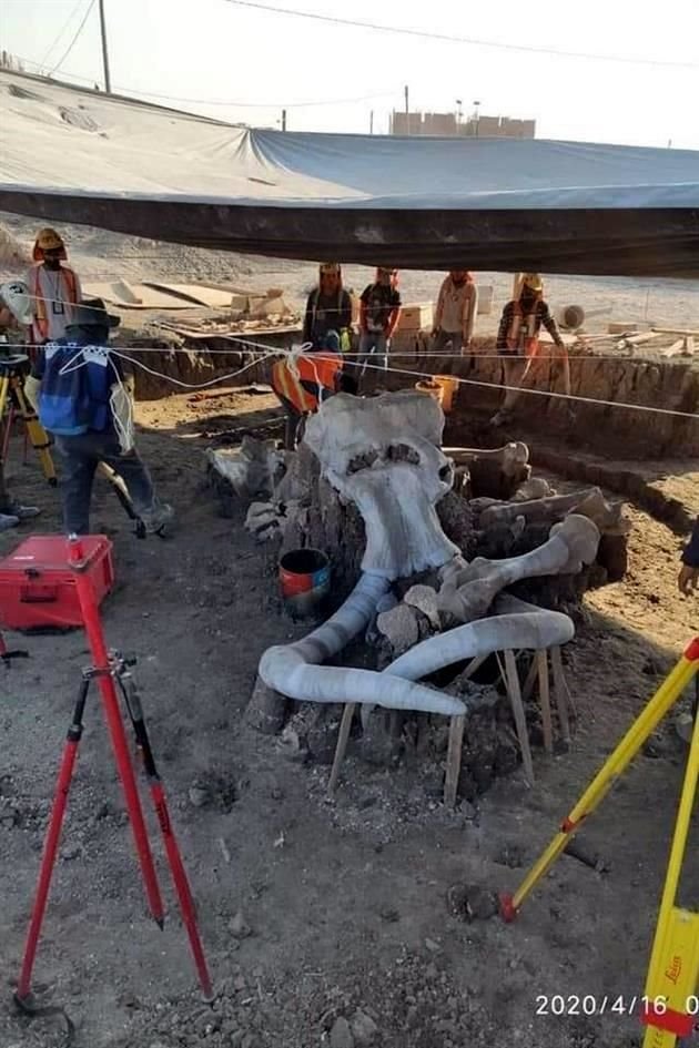 Los restos corresponden a aproximadamente 60 mamuts.