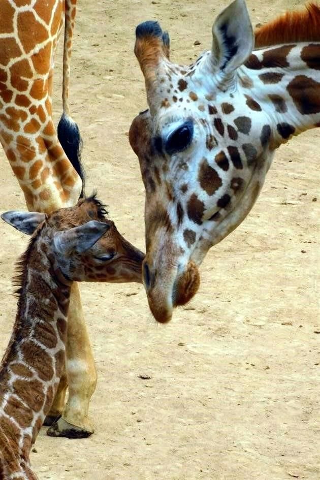 La jirafa bebé nació el pasado 20 de noviembre