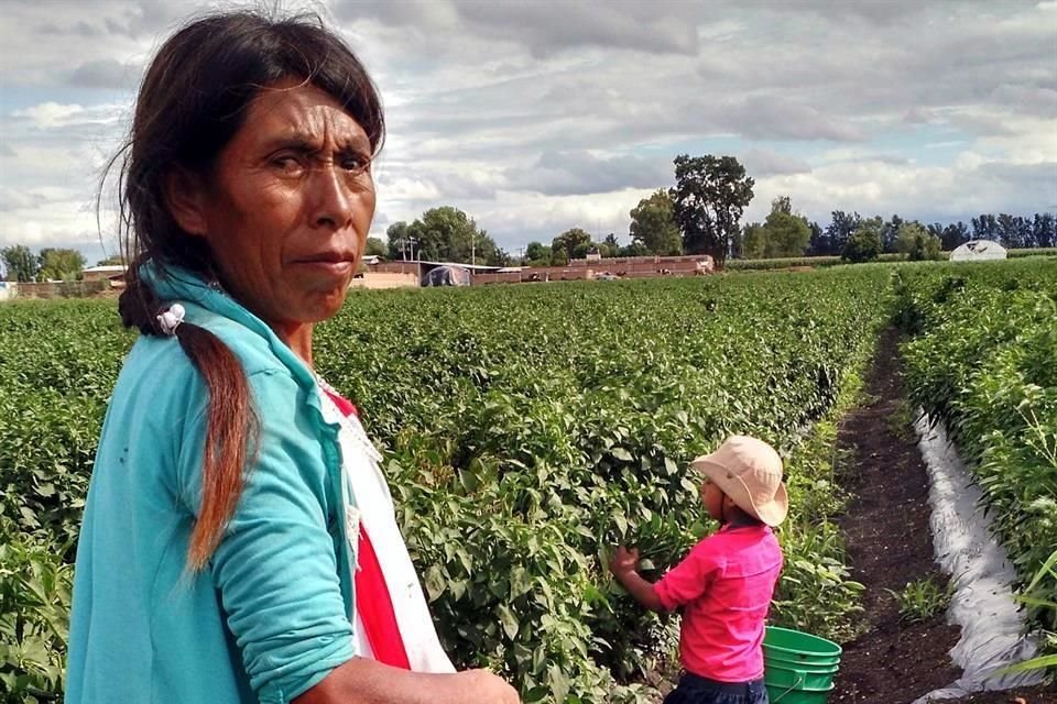 Previo al Covid-19, el País ya enfrentaba una realidad preocupante de la situación de las mujeres en el sector rural y agroalimentario, y después de la pandemia varios factores se agravarán, dice la FAO. 