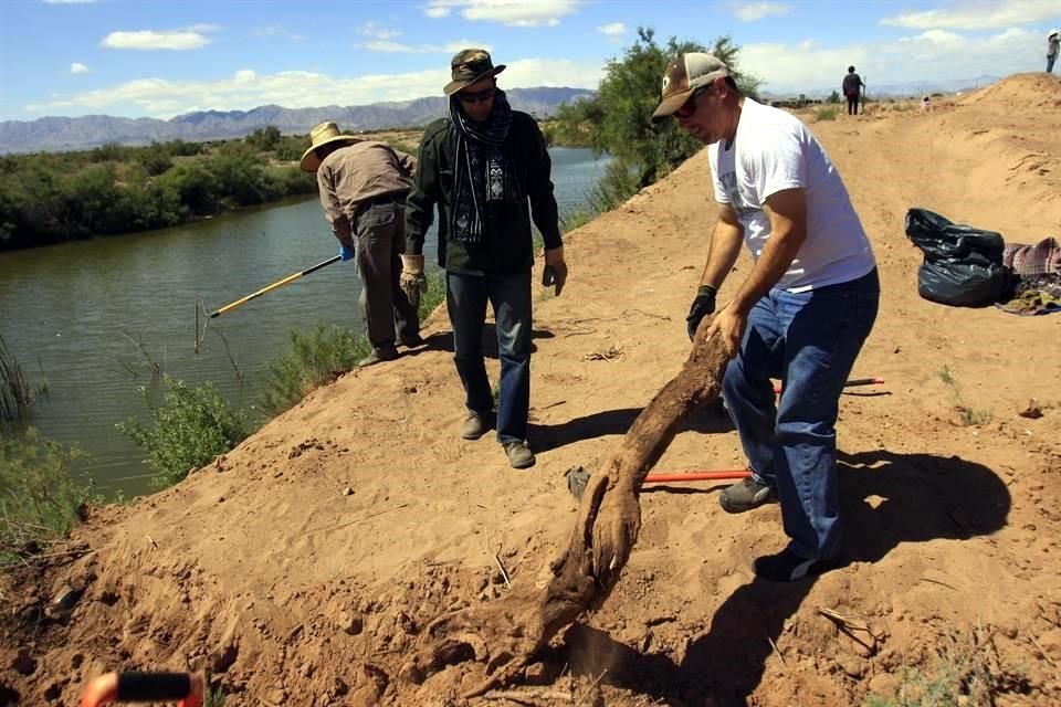 Ciudadanos restauran parte de los humedales remanentes del Delta del Ro Colorado en la laguna Mxico.