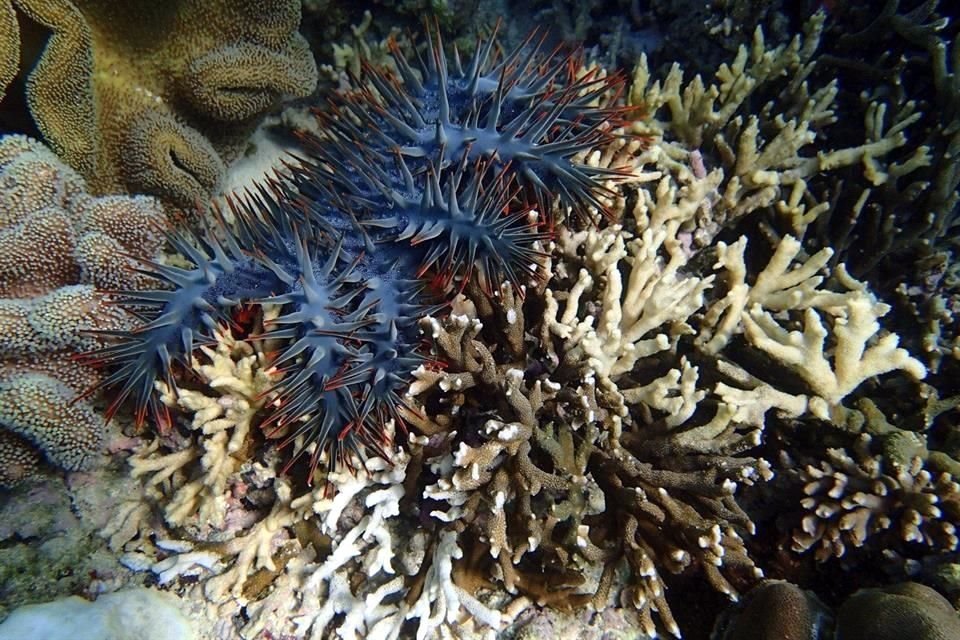 La estrella de mar corona de espinas es uno de los pocos animales que pueden comer corales, en los que basa su dieta.