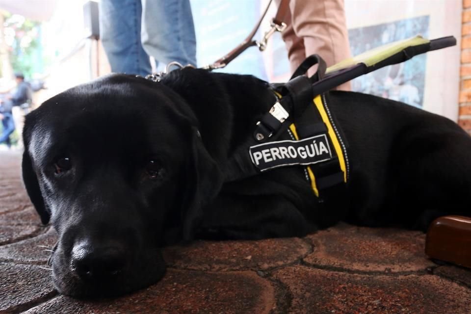 Cinco perros se graduaron como perros guía para personas con discapacidad visual.