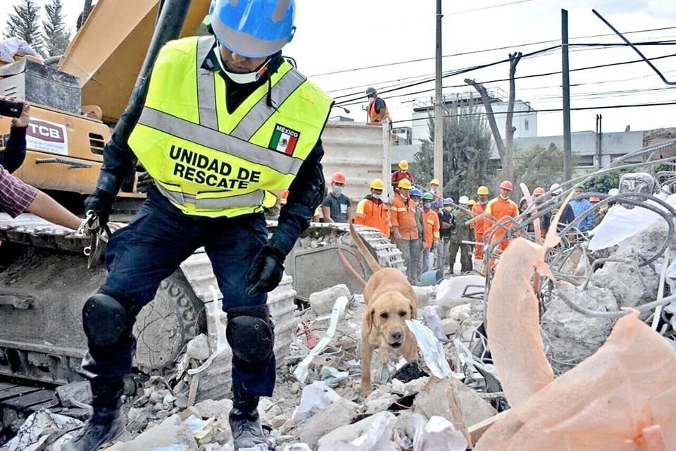 Ocho perros de la PF participaron en labores de rescate en edificios derrumbados en la CDMX por el sismo del pasado 19 de septiembre.