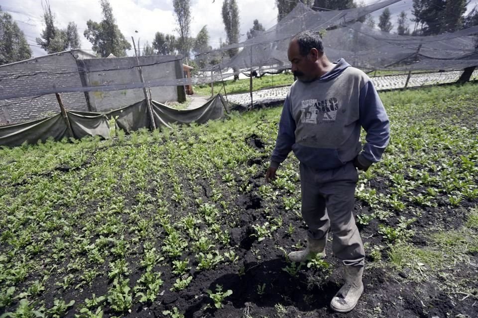Ángel, productor de lechuga en San Gregorio, Xochimilco, muestra la grieta en su chinampa.