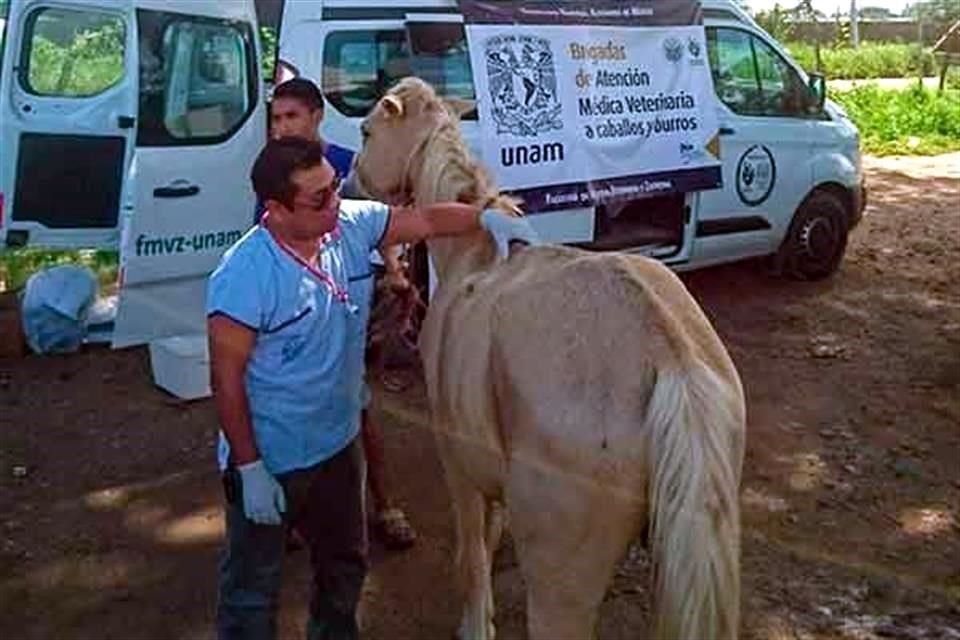 En las labores de asistencia a los animales también participan miembros del Programa Donkey Sanctuary-UNAM y de la organización World Horse Welfare.