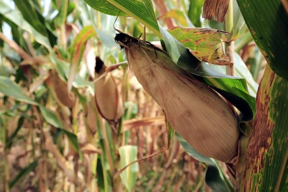 Pocos productores se ven beneficiados por la siembra del grano.