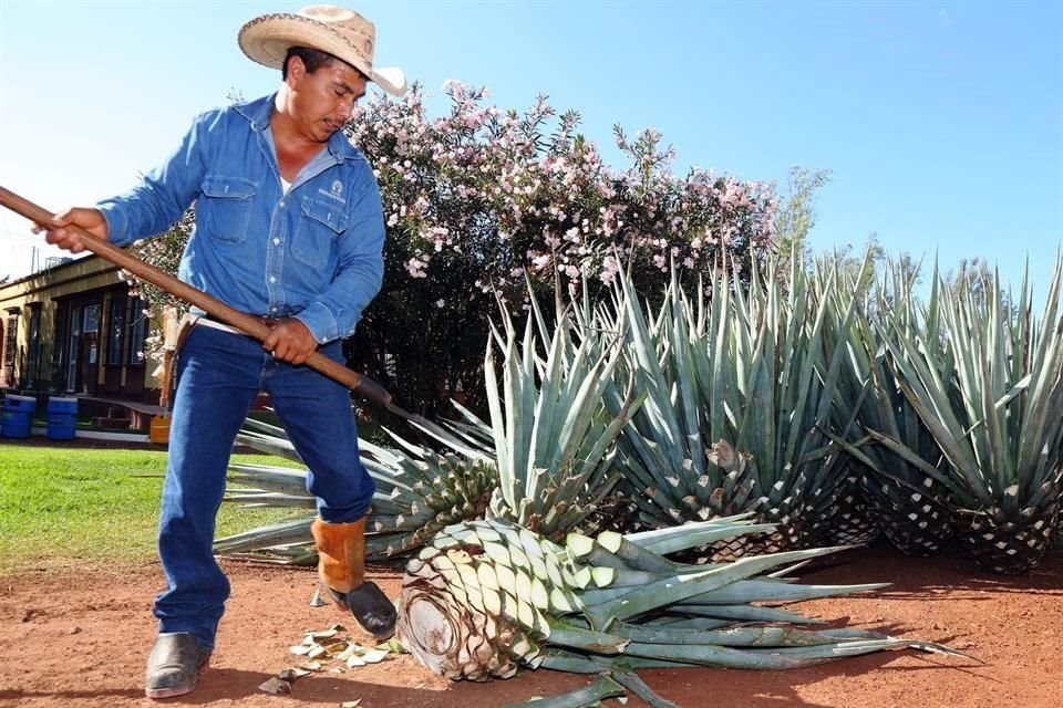 El tequila fue el primer producto mexicano que consiguió la Denominación de Origen, desde el 9 de diciembre de 1974.