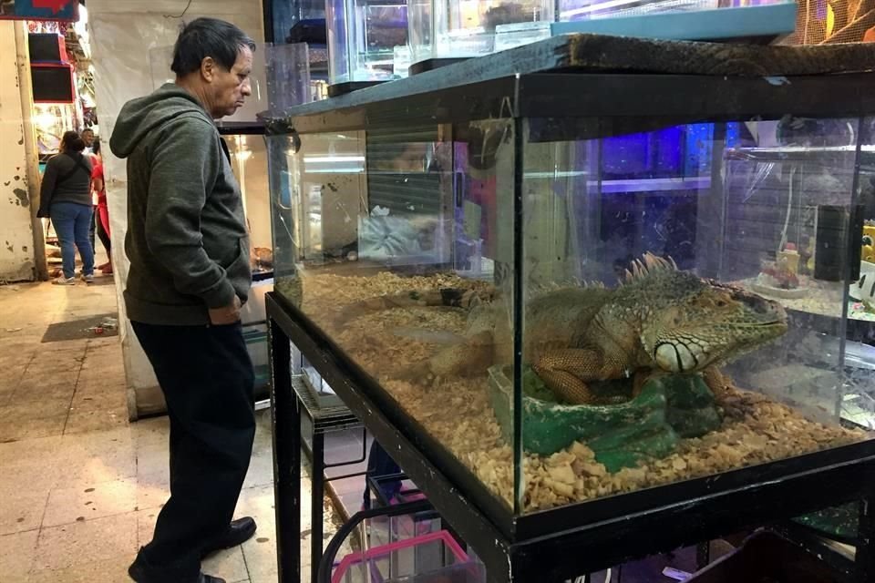 En el Mercado Sonora en La Merced, clientes buscan animales exticos.