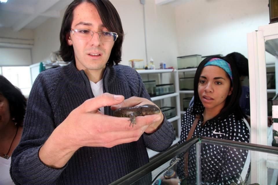 Un criadero de ajolotes, anfibios en peligro de extinción, fue abierto al público en el Parque Tezozómoc, de Azcapotzalco