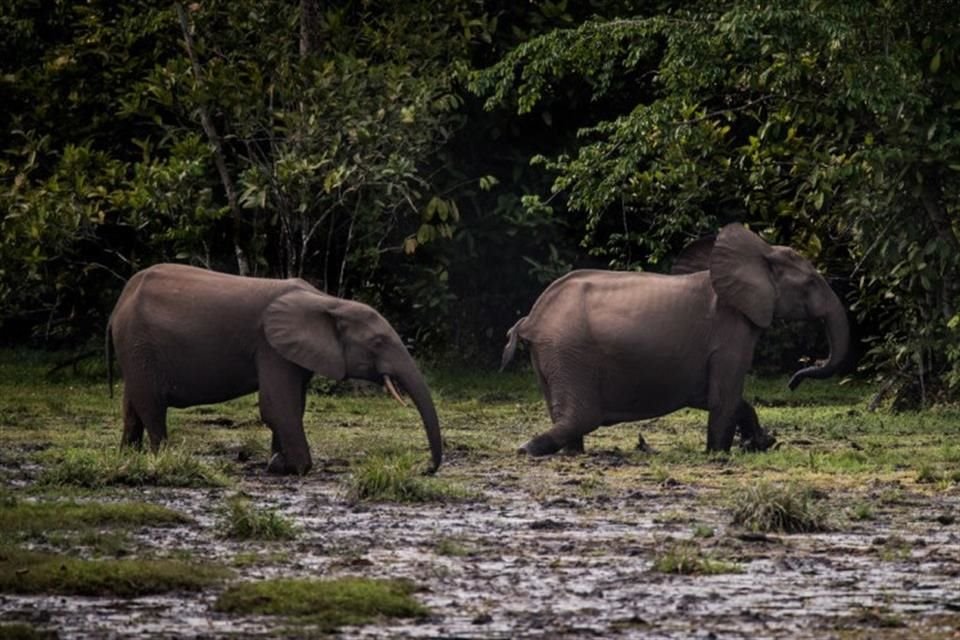 El elefante de bosque africano está 'En peligro crítico', según la Lista Roja de Especies Amenazadas de la UICN.